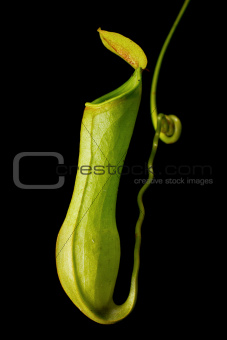 Predatory pitcher plant