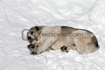 Dog sleeping on snow