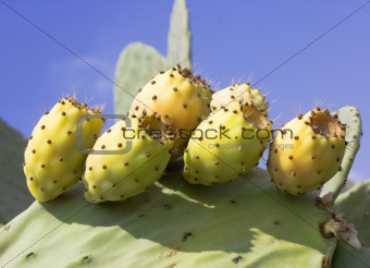 fruit cactus Opuntia
