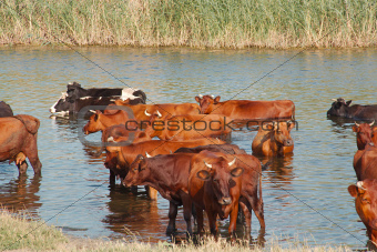 Cows in the river
