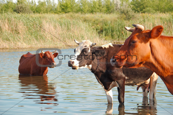 Cows in the river