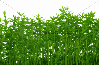 background with growing green flax