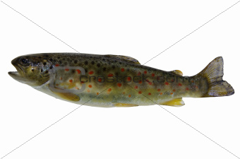 fresh stream trout on white background