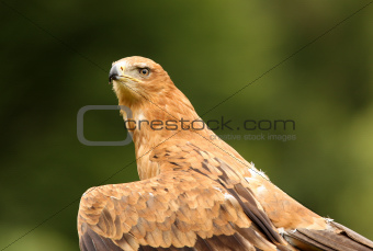 Tawny Eagle