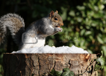 Grey Squirrel in Winter