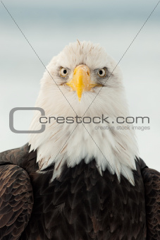 Close up Portrait of a Bald Eagle