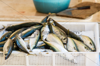 fresh fishes at market