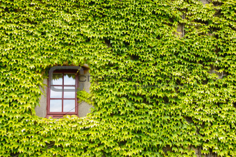 Ivy covered wall and window