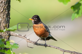 Robin Perched on a Branch