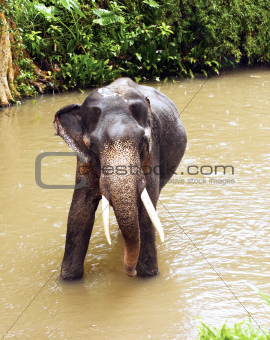 An Indian elephant