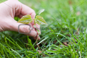 hand holding a small tree over green