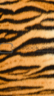 tiger skin