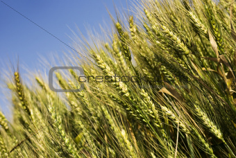 Green wheat field before harvest