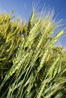 Green wheat field before harvest