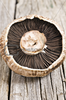 Healthy fresh organic mushroom close up
