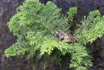 Pacific Tree Frog on Tree Branch