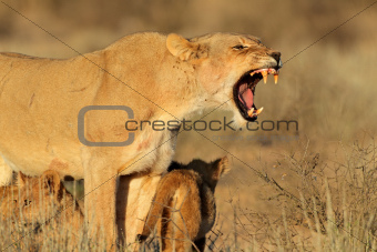 Aggressive lioness with cubs