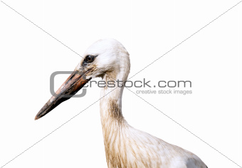 Young Stork