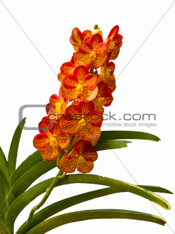 Orange Orchid 