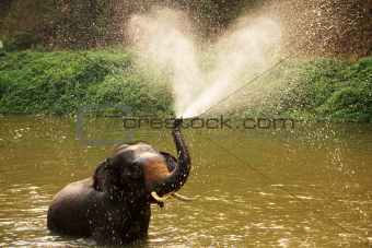 elephant  daily bath