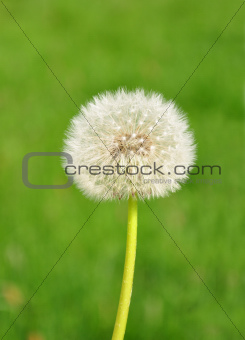 Dandelion