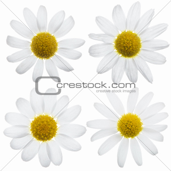 Daisy flowers