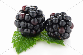 Ripe fresh blackberry