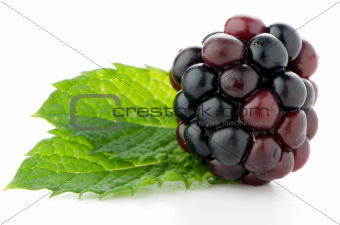 Ripe fresh blackberry