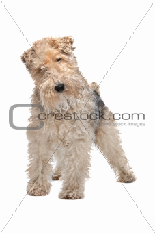 Wirehaired fox terrier