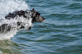 Dog Diving and Swimming