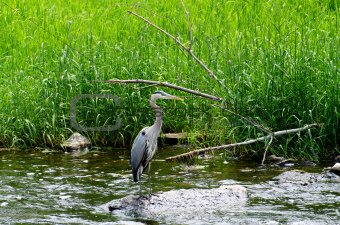 A Great Blue Heron At The River's Edge