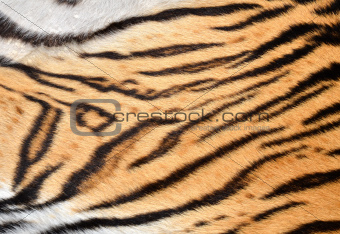 tiger skin
