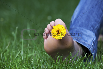 single yellow hawksbeard flower between the toes 
