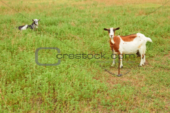 Goats on the pasture