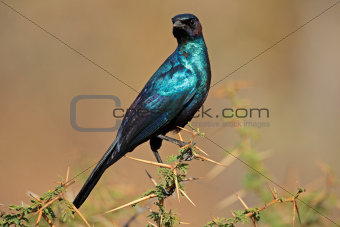 Burchell's starling