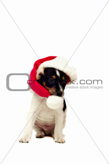 Jack Russell Terrier