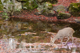 Sika deer drinking water in autumn