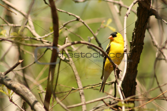 American Goldfinch Perched on a Tree Branch