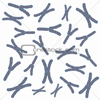 Chromosomes.