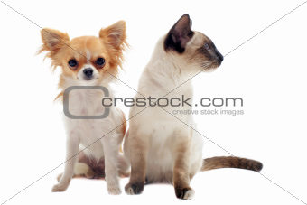 chihuahua and siamese kitten