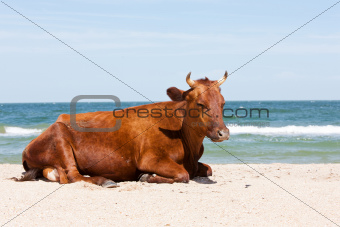 beach cow
