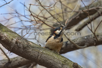 Curious Woodpecker on a Branch