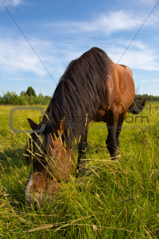 The horse is grazed on a golden meadow