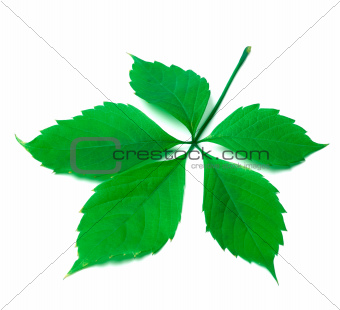 Green virginia creeper leaf on white background