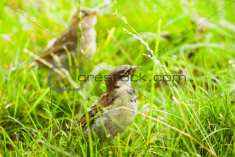 House sparrows or Passer domesticus feeding