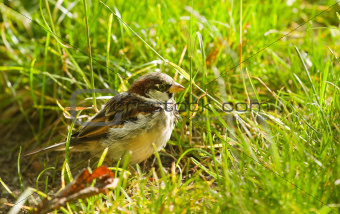 House sparrow or Passer domesticus feeding