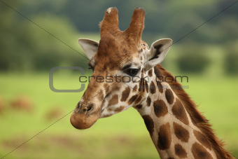Girafffe