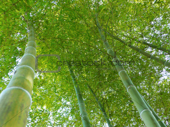 bamboo forest up