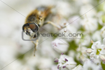 One Bee Gathering Pollen.