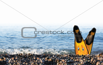 Flippers On The Coast